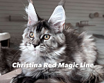 Кошки в Наро-Фоминске: Christina. Female. MCO fs22 born June 14.2025 Девочка, 120 000 руб. - фото 2