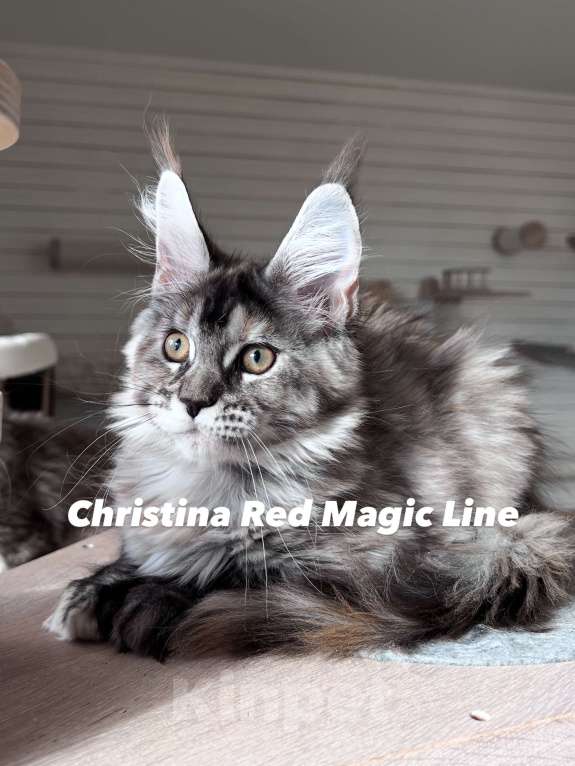 Кошки в Наро-Фоминске: Christina. Female. MCO fs22 born June 14.2025 Девочка, 120 000 руб. - фото 2