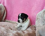 Собаки в Волгограде: Щенок Джек Рассел терьер  Мальчик, 20 000 руб. - фото 2