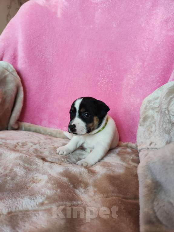 Собаки в Волгограде: Щенок Джек Рассел терьер  Мальчик, 20 000 руб. - фото 2