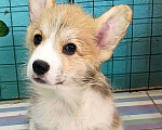 Собаки в Москве: Девочка Вельш корги пемброк готова к переезду  Девочка, 60 000 руб. - фото 4