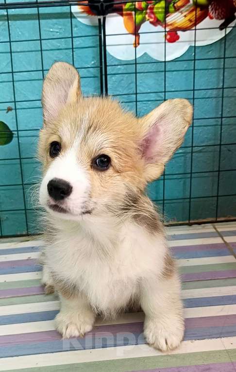 Собаки в Москве: Девочка Вельш корги пемброк готова к переезду  Девочка, 60 000 руб. - фото 4