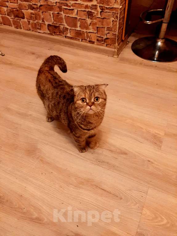 Кошки в других городах Московской области:  Продам кошку  Девочка, 10 000 руб. - фото 4