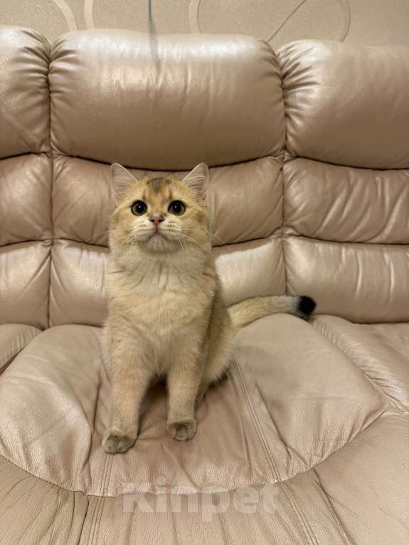 Кошки в Москве: Британский Золотой Кот Мальчик, 70 000 руб. - фото 5
