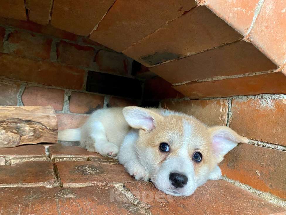 Собаки в других городах Ленинградской области: Щенки корги пемброк Мальчик, 70 000 руб. - фото 3