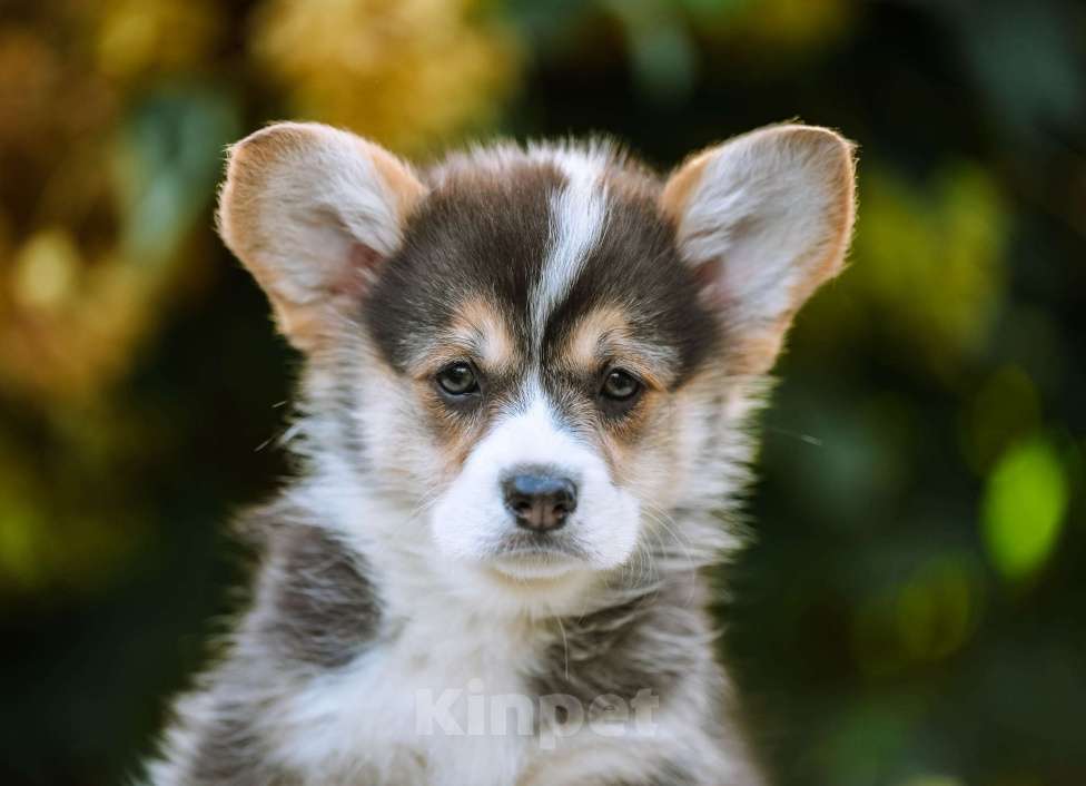 Собаки в Новосибирске: Вельш Корги Пемброк Динь-Динь Девочка, 65 000 руб. - фото 2