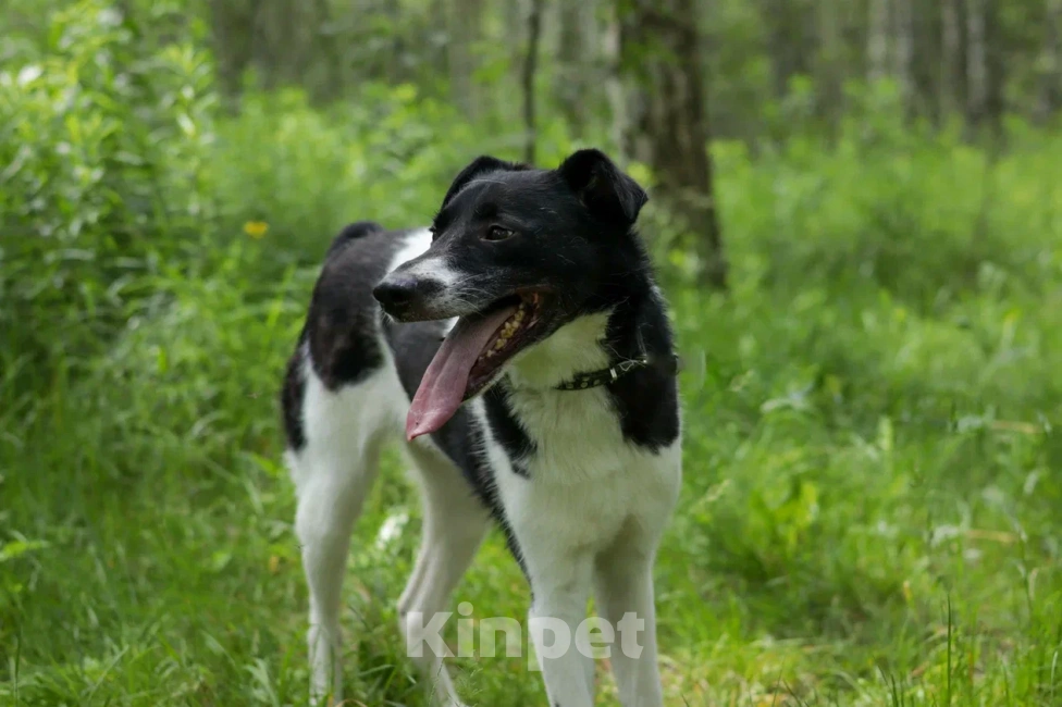 Собаки в Ногинске: Клэр Девочка, Бесплатно - фото 6