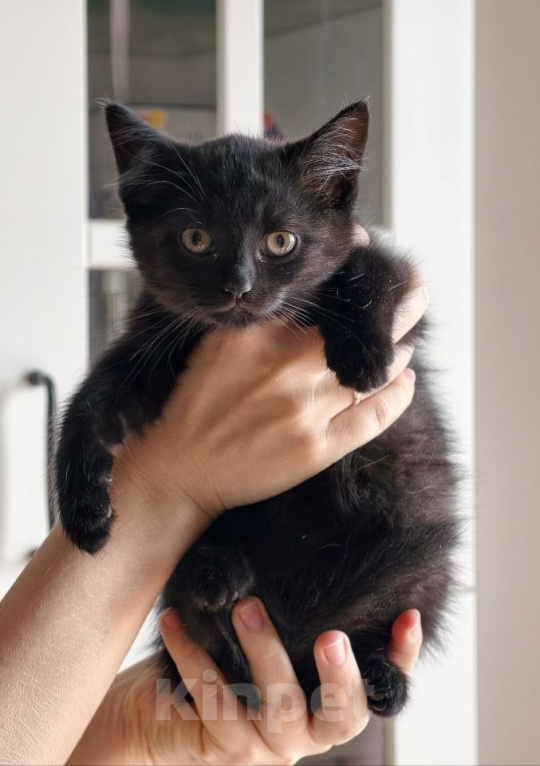 Кошки в Москве: Котенок девочка Девочка, Бесплатно - фото 1