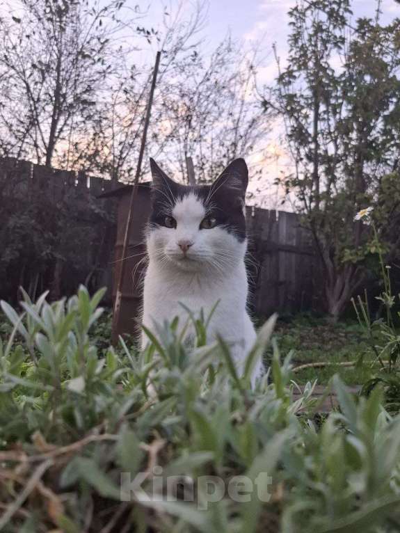 Кошки в Уфе: Котик в заботливые и ответственные руки. Мальчик, 50 руб. - фото 2