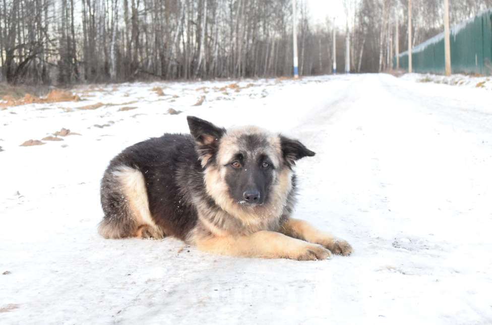 Собаки в Москве: Щенок-подросток, овчарка в дар Девочка, Бесплатно - фото 6