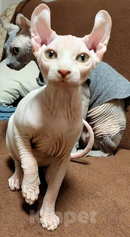 Кошки в Улане-Удэ: белый эльфик Мальчик, 16 000 руб. - фото 4