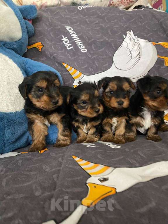 Собаки в Уфе: Щенок йоркширского терьера Разнополые, 25 000 руб. - фото 7