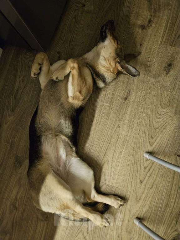 Собаки в Санкт-Петербурге: Ласковая собачка с короткими лапками Девочка, Бесплатно - фото 4