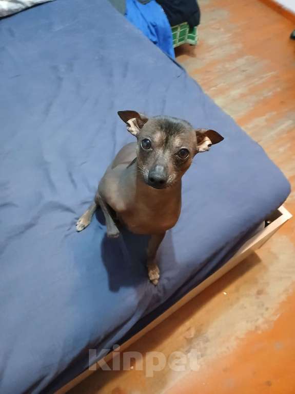 Собаки в Горячем Ключе: Ищу невесту Мальчик, 1 700 000 руб. - фото 5