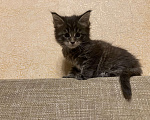 Кошки в Москве: Крупный котенок мейн-кун, мальчик Мальчик, 20 000 руб. - фото 10