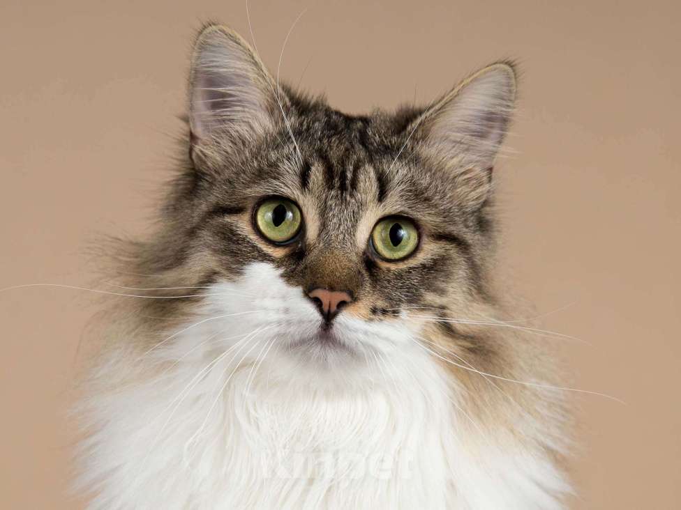 Кошки в Москве: Добрый ласковый богатырь кот Фунтик Мальчик, Бесплатно - фото 1