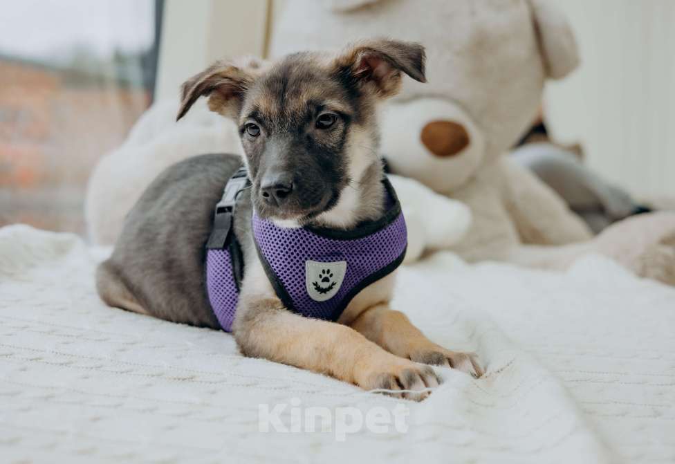 Собаки в Москве: Щенок девочка из приюта ищет дом Девочка, Бесплатно - фото 2