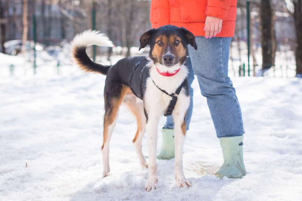 Собаки в Москве: Ньюша ищет дом Мальчик, Бесплатно - фото 6