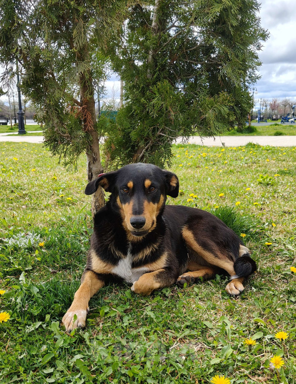 Собаки в Краснодаре: Отдадим в добрые руки Девочка, Бесплатно - фото 1