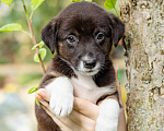 Собаки в Солнечногорске: Девочка в добрые руки Девочка, Бесплатно - фото 6