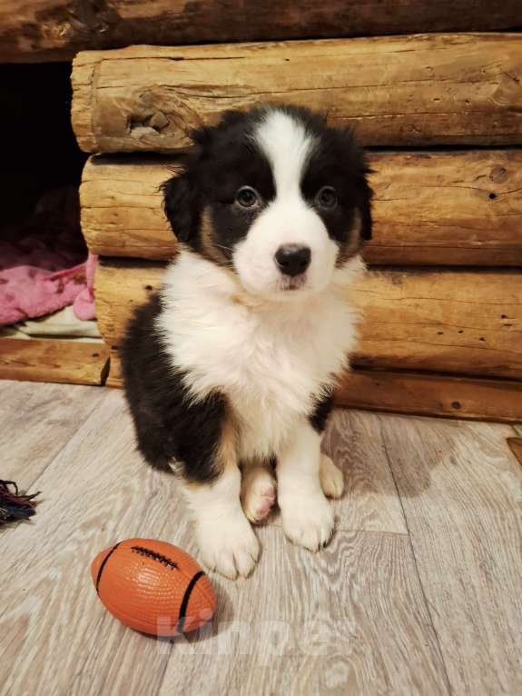 Собаки в Нижнем Тагиле: Австралийская овчарка  Девочка, 60 000 руб. - фото 1