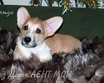 Собаки в Москве: Вельш корги пемброк щенки Мальчик, 70 000 руб. - фото 1