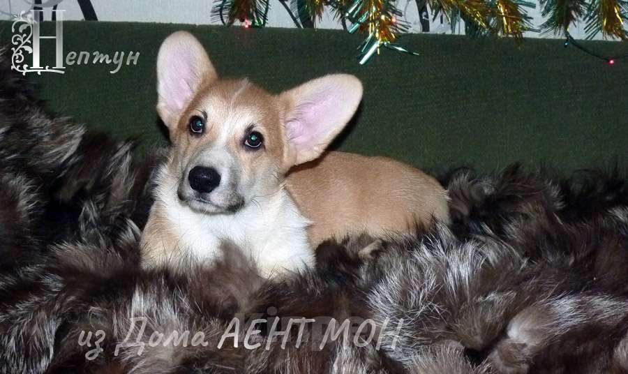 Собаки в Москве: Вельш корги пемброк щенки Мальчик, 70 000 руб. - фото 1
