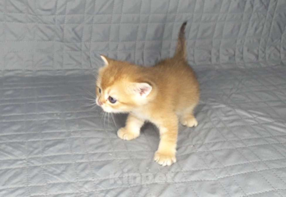 Кошки в Москве: Шотландские вислоухие котята Девочка, 70 000 руб. - фото 2