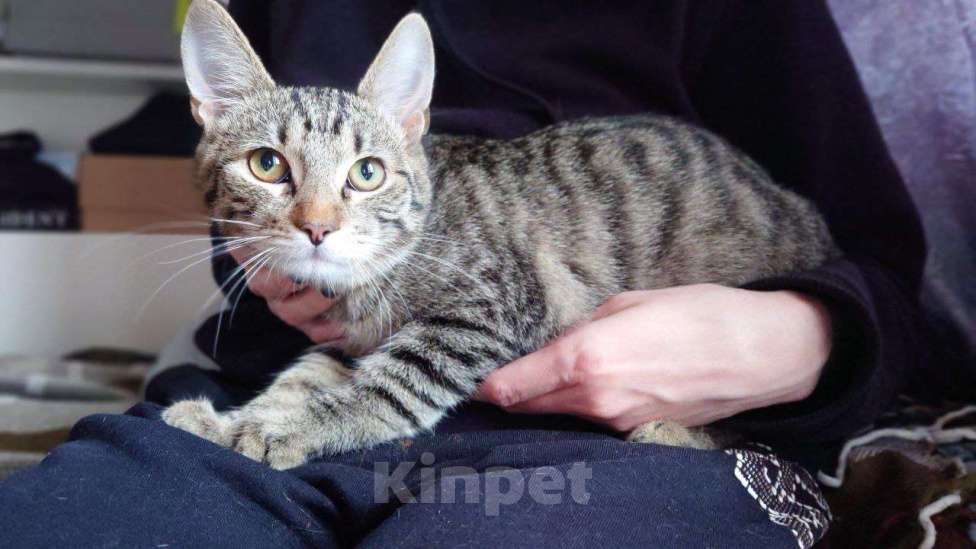 Кошки в Москве: котенок Корнишон ищет дом Мальчик, Бесплатно - фото 9