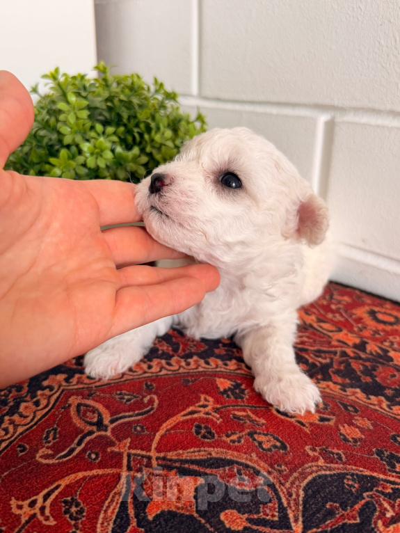 Собаки в Новоалександровске: Девочка бишон фризе РКФ | Раннее бронирование Девочка, 75 000 руб. - фото 2