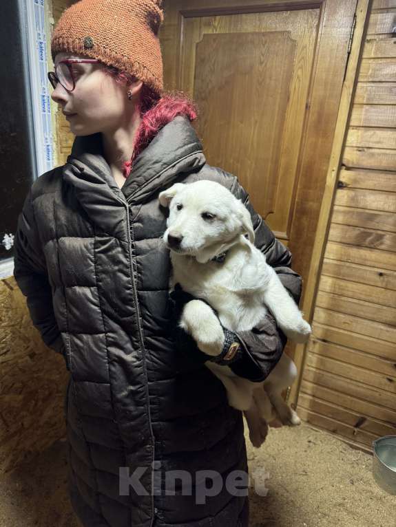 Собаки в других городах Московской области: Очаровательные щенки ищут дом! Мальчик, Бесплатно - фото 1