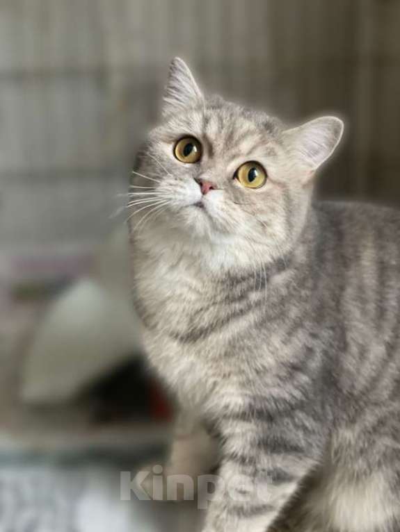 Кошки в Москве: Британская молодая кошка Хюрем в дар Девочка, 1 руб. - фото 3