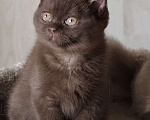 Кошки в Санкт-Петербурге: Британский котенок шоколадного окраса. Девочка, 55 000 руб. - фото 1