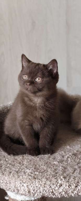 Кошки в Санкт-Петербурге: Британский котенок шоколадного окраса. Девочка, 55 000 руб. - фото 1