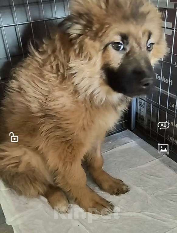 Собаки в Лосином-Петровском: Елизар якутенок из ппбж Мальчик, Бесплатно - фото 10