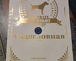 Собаки в Москве: Вязка Прайтер (питбуль), 1 руб. - фото 4