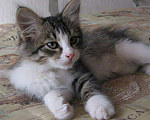 Кошки в Арзамасе: Мамин сибиряк, Бесплатно - фото 3