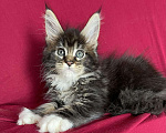 Кошки в Калаче-На-Доне: Котята мейн кун, 40 000 руб. - фото 1