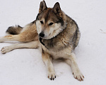 Собаки в Новосибирске: Кучум ищет добрую семью Мальчик, Бесплатно - фото 1