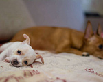 Собаки в Туле: Чихуахуа щенок Мальчик, 7 000 руб. - фото 5