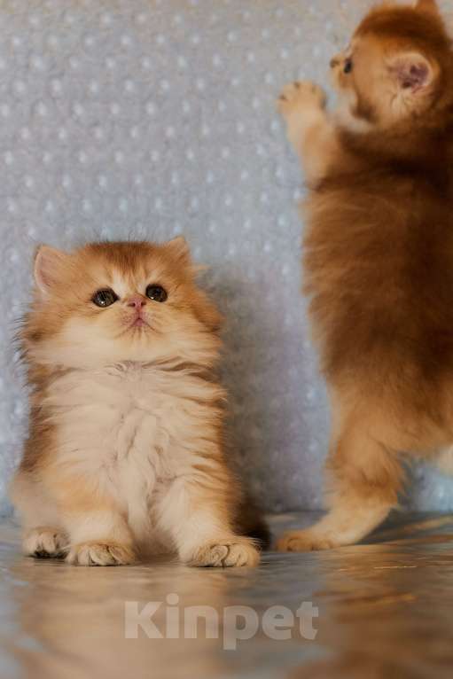 Кошки в Челябинске: Настоящая золотая шиншилла ny12 (ny11) Девочка, 80 000 руб. - фото 8