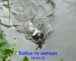 Собаки в Белгороде: Щенок русского охотничьего спаниеля (мальчик). Мальчик, 8 000 руб. - фото 10