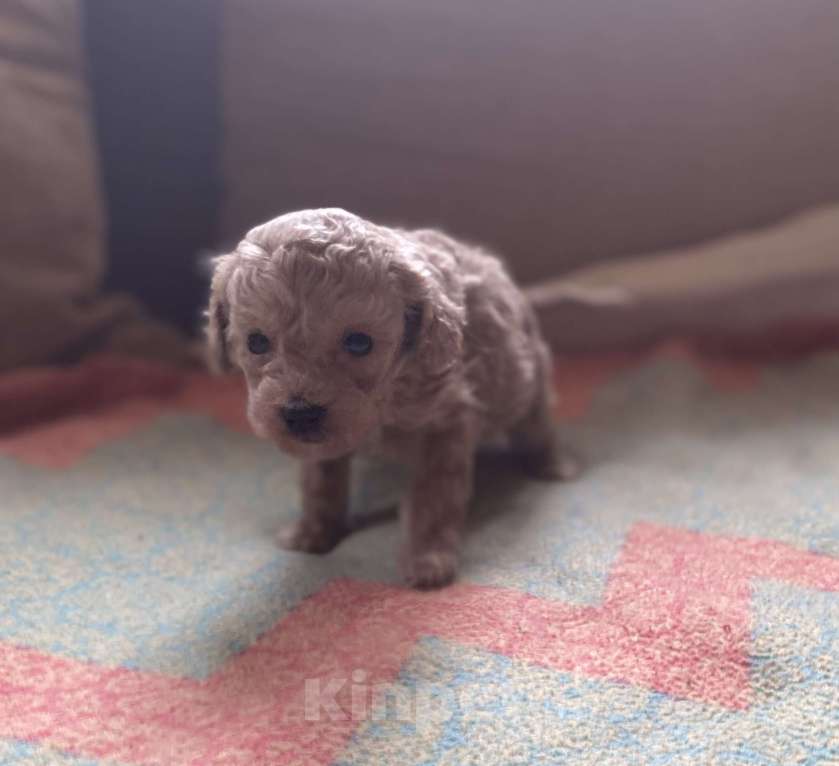 Собаки в Санкт-Петербурге: Очаровательная девочка той пуделя Девочка, Бесплатно - фото 3