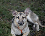 Собаки в Москве: Аврора Девочка, Бесплатно - фото 2
