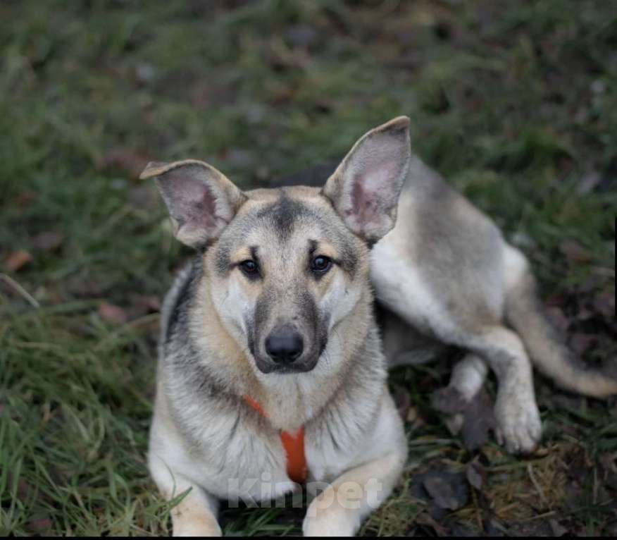 Собаки в Москве: Аврора Девочка, Бесплатно - фото 2