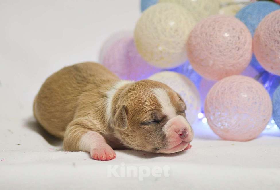Собаки в Москве: Голубо-палевая красавица амстафф Девочка, 80 000 руб. - фото 4