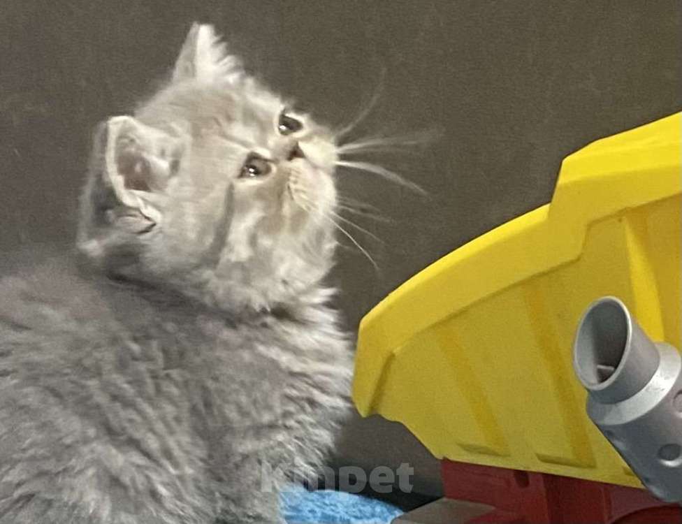 Кошки в Новосибирске: Продам котенка экзота  Девочка, Бесплатно - фото 3