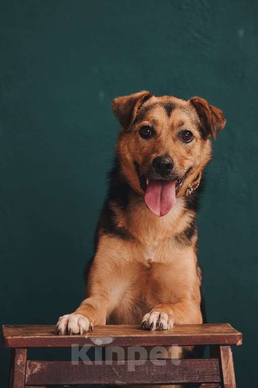 Собаки в Москве: Липка верит в чудо и ищет тех, кому сможет отдавать свою безграничную любовь! Девочка, Бесплатно - фото 3