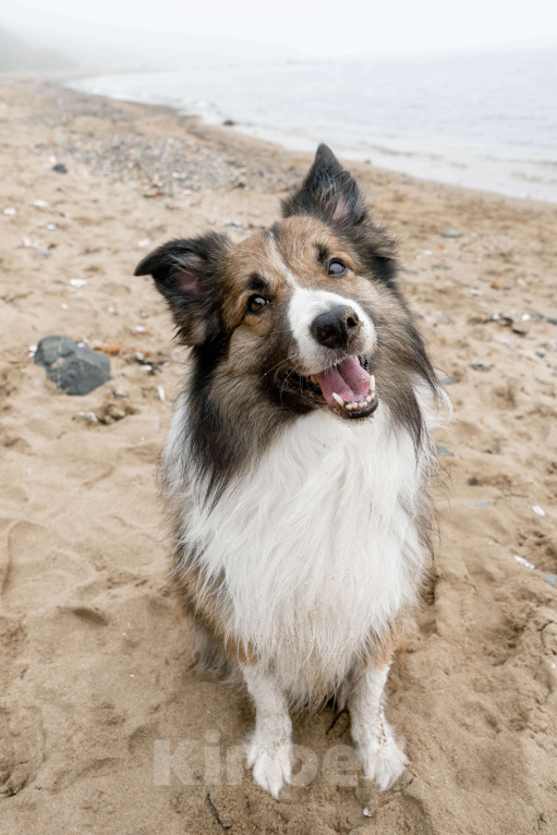Собаки в Москве: Взрослый пес Бордер-колли в добрые руки Мальчик, Бесплатно - фото 9