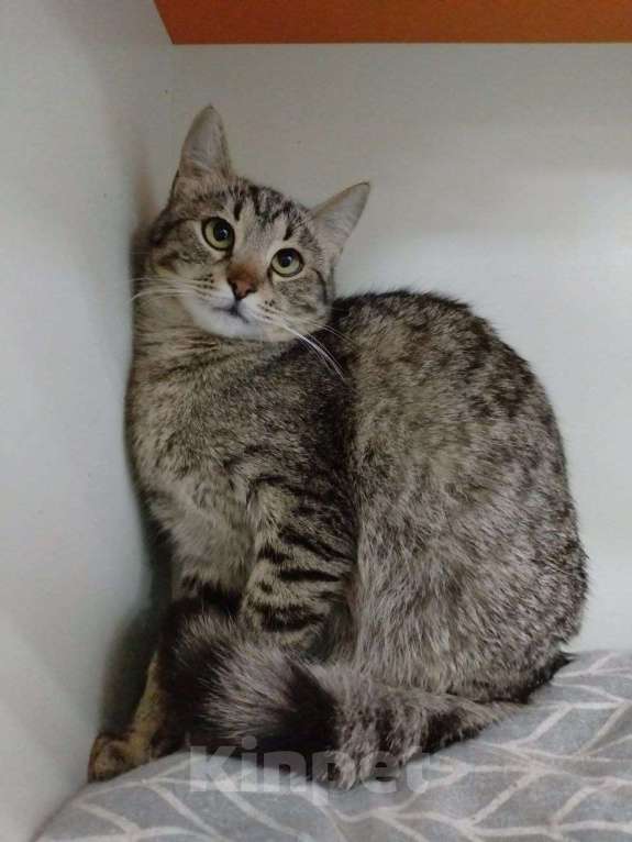 Кошки в Москве: Котенок Мила ищет дом Девочка, Бесплатно - фото 3